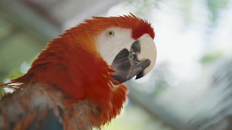 wet scarlet macaw parrot shaking its head