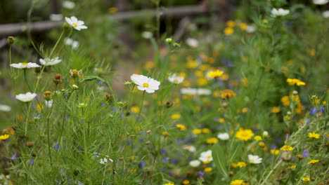 a field of vibrant wildflowers in bloom