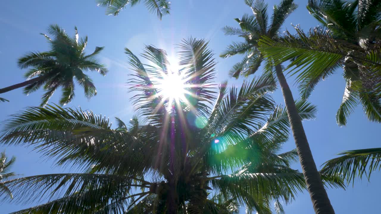 sol brillando a través de la hoja de palmera de coco