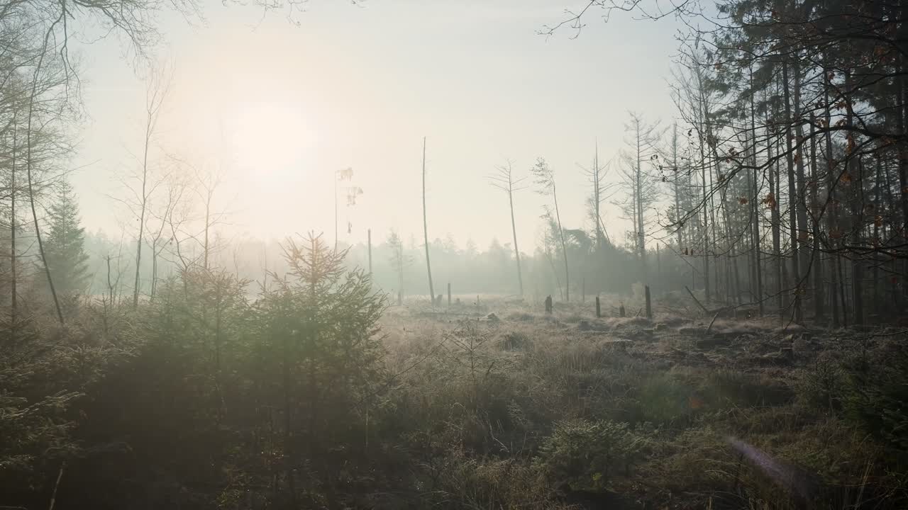 안개 숲의 해가 뜨는 것