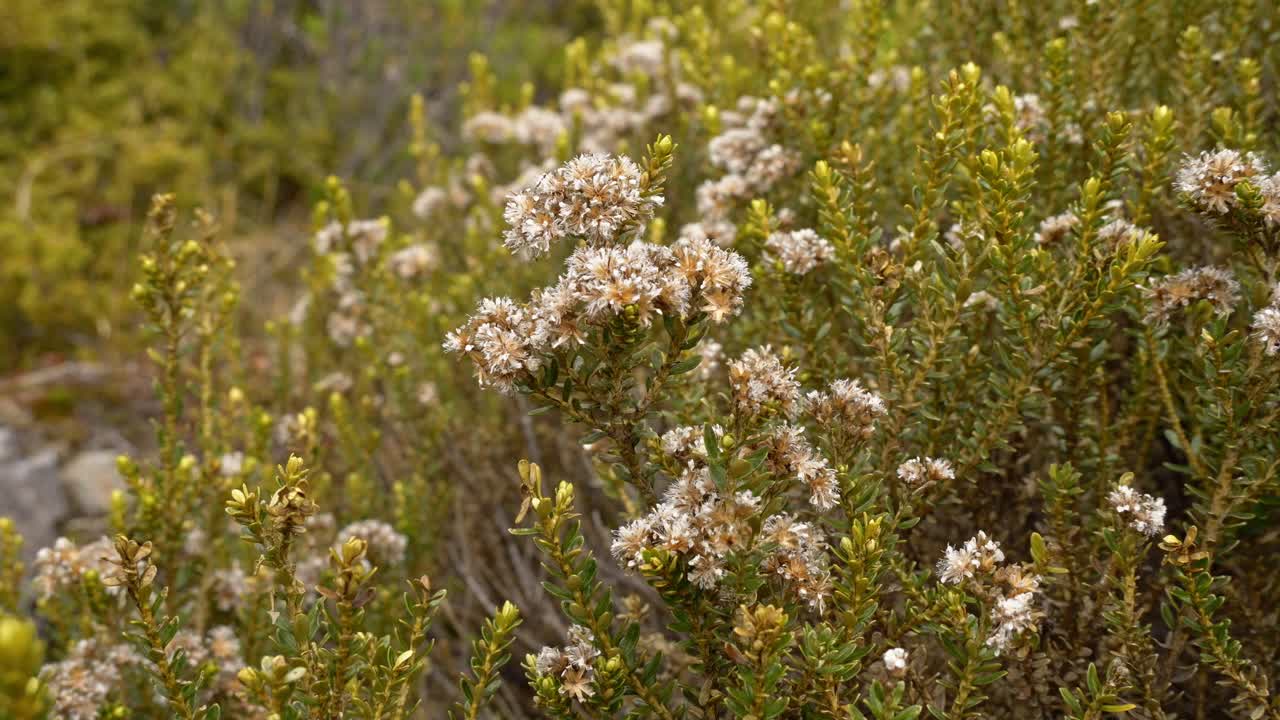 Mountain Cottonwood In Red Tarns Track, New Zealand - Close Up