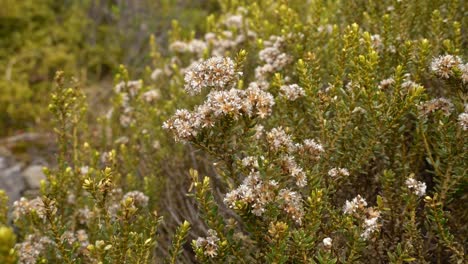 mountain cottonwood in red tarns track, new zealand - close up