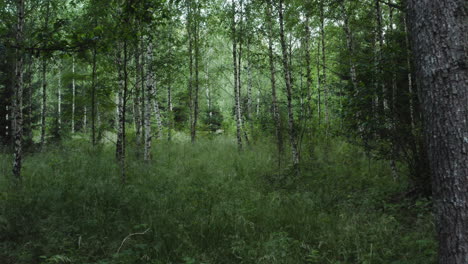 4K-Drohnenaufnahme-Eines-Dichten-Birkenwaldes-In-Schweden