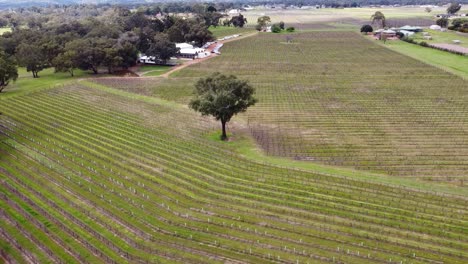 winery with large tree in centre of row of vines, aerial dolly left shot