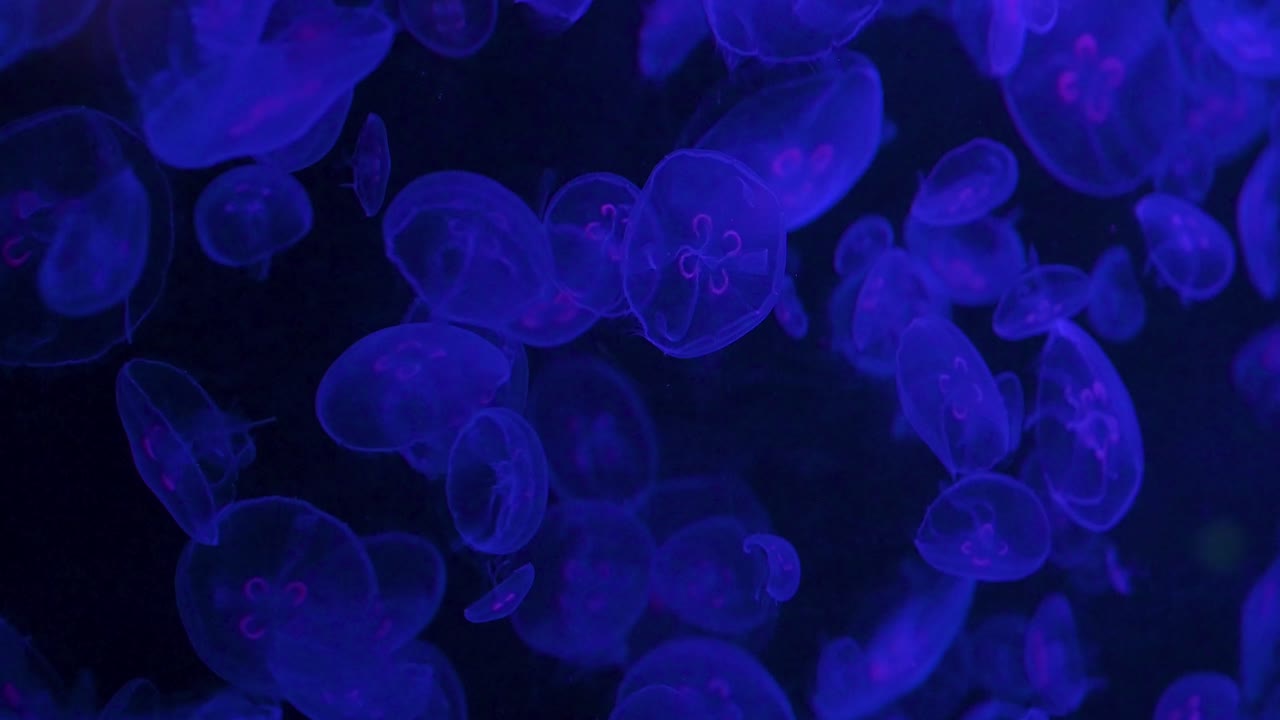 Centinaia di meduse lunari marine nuotano in una vasca espositiva illuminata e colorata presso il parco divertimenti e a tema animale Ocean Park a Hong Kong