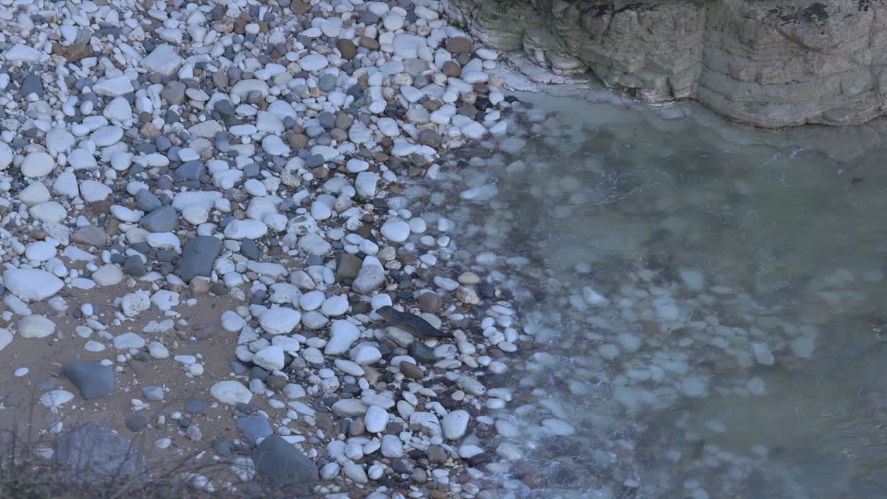 Ripresa al rallentatore di una foca che si fa strada su rocce bianche su una spiaggia per riposare