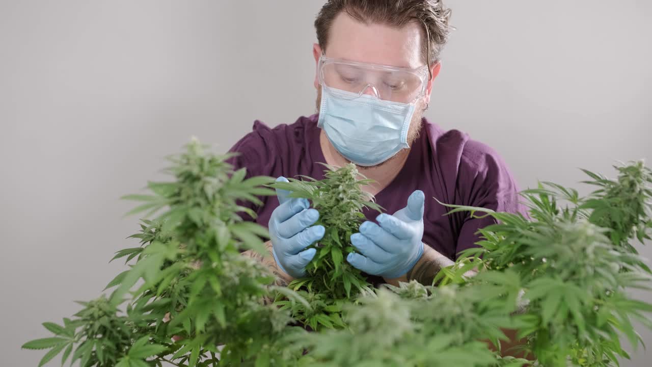 대마초 꽃, 대마초 필드 의학적 용도로 대마초의 유기적 성장.