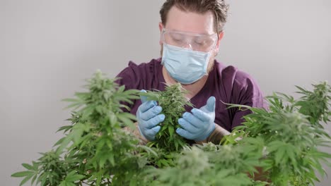 la floración del cannabis, el cultivo orgánico de cannabis para uso médico en el campo de la marihuana.