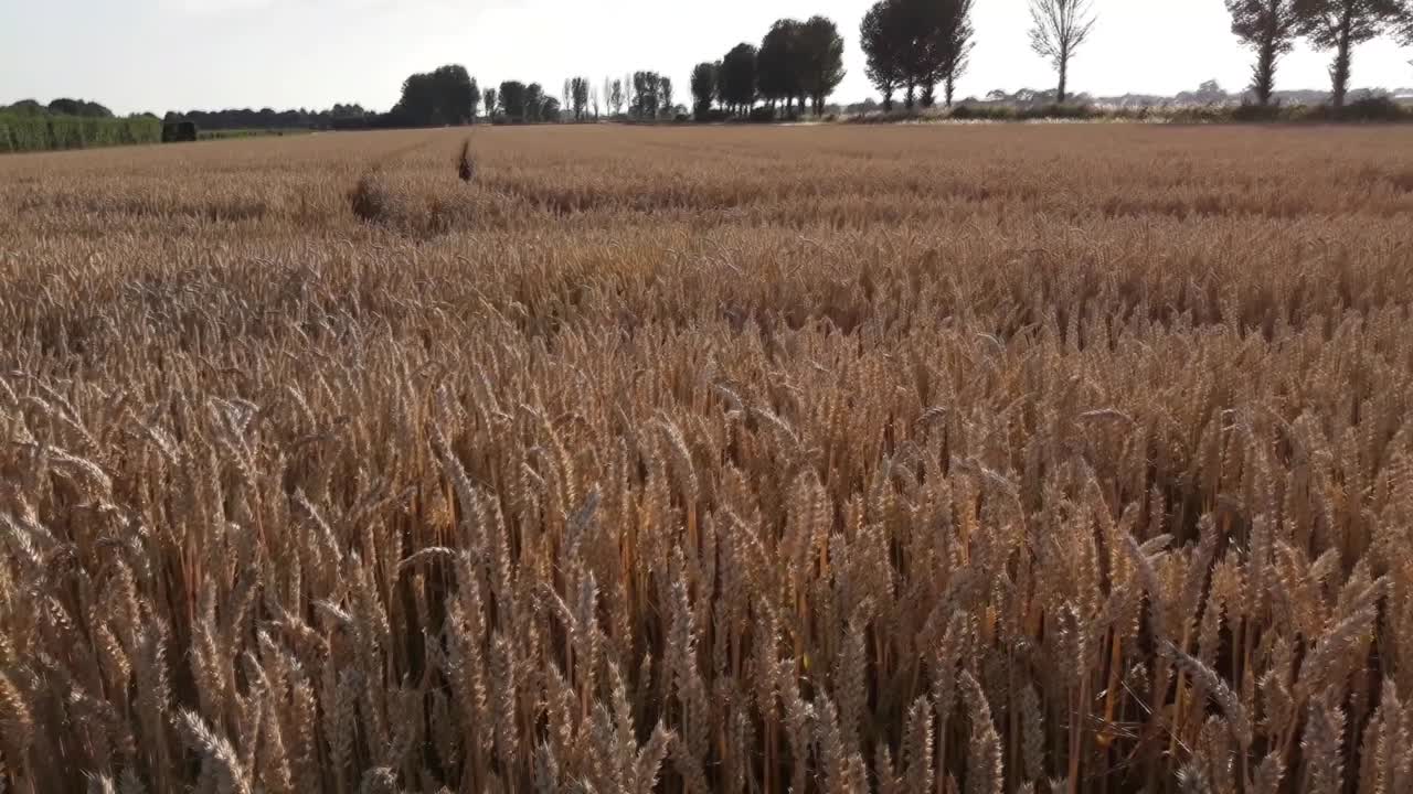 Happy Rottweiler jumping through wheat field, filmed in Full HD.