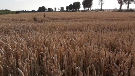 happy rottweiler jumping through wheat field, filmed in full hd.