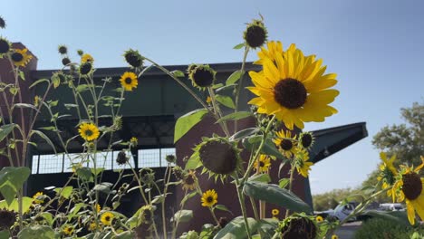 Girasoles-Movidos-Por-El-Viento-Con-Un-Edificio-De-Ladrillo-En-Segundo-Plano.