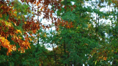 vista de las hojas de arce en otoño