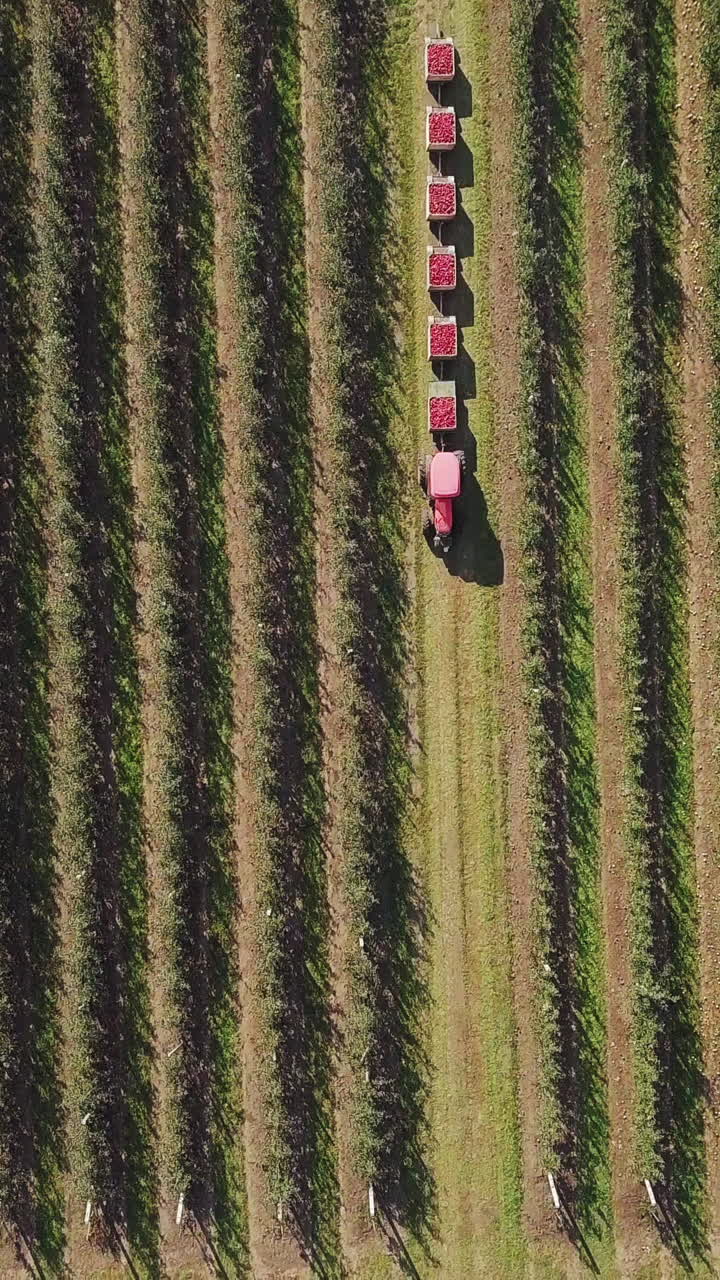 Aerial view of apple orchard. Fresh picked apple harvest in wooden bins on the farm. Beautiful view of fruit production farm 4k Vertical video