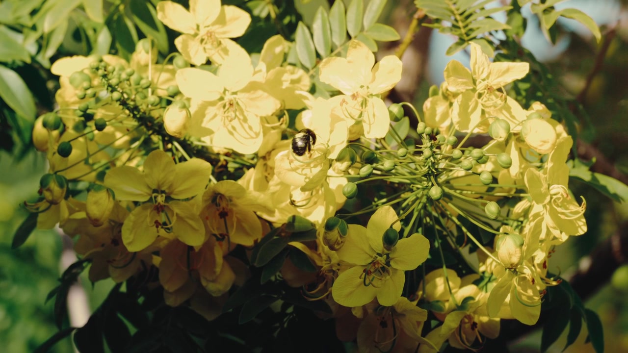 Sunlit macro of a carpenter bee gathering pollen on a yellow flowering tree in a garden in extreme slow motion. Nature documentaries, pollination science, garden wildlife, macro insect content.