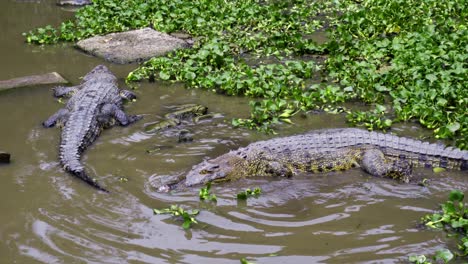 ecotourism with crocodile species at barnacles crocodile farm in teritip, east balikpapan, indonesia