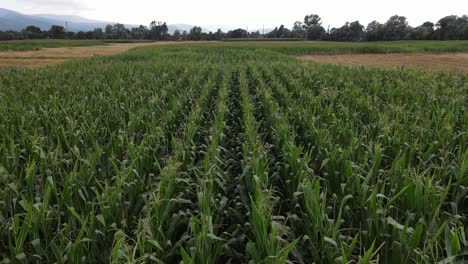 green corn field rural