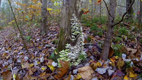 shot jibs down tree trunk in slow motion to grouping of turkey tail fungus