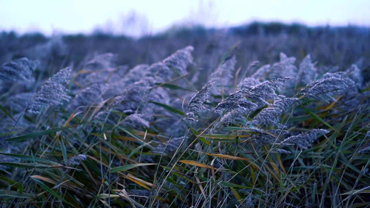 cañas de humedales que soplan en el viento