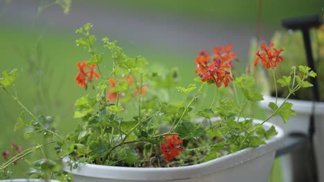 scarlet geranium flowers in the pots on the balcony railing under the rain