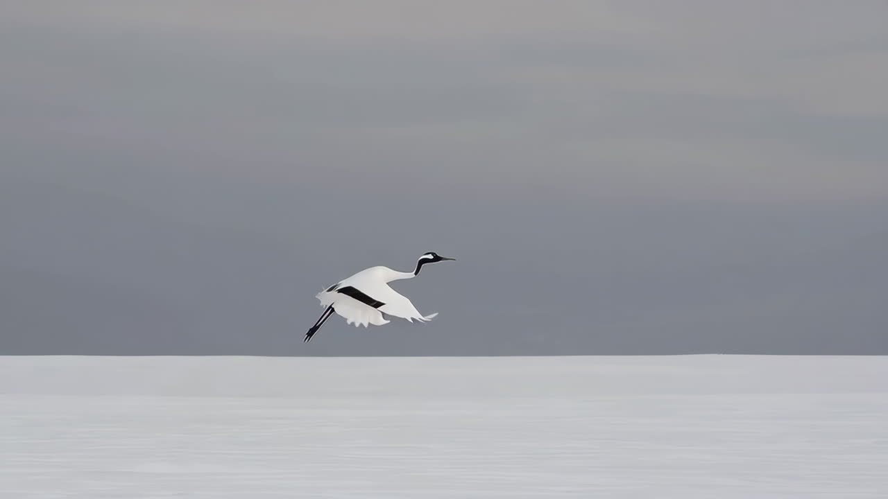 눈 위 를 날아다니는 은 왕관 크레인