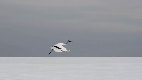 red-crowned crane in flight over snow