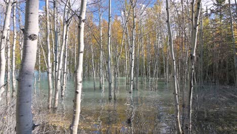 gran angular de abedules en el agua en alberta, canadá