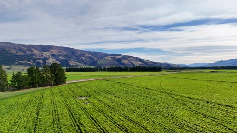 aerial footage captures expansive green fields and distant mountains under a partly cloudy sky in cromwell, new zealand
