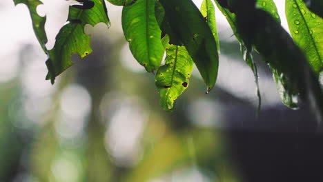 close-up of raindrops on vibrant green tropical leaves. a mesmerizing shot of nature's rhythm and a lush, serene environment. perfect for projects about the jungle, weather, and tranquility
