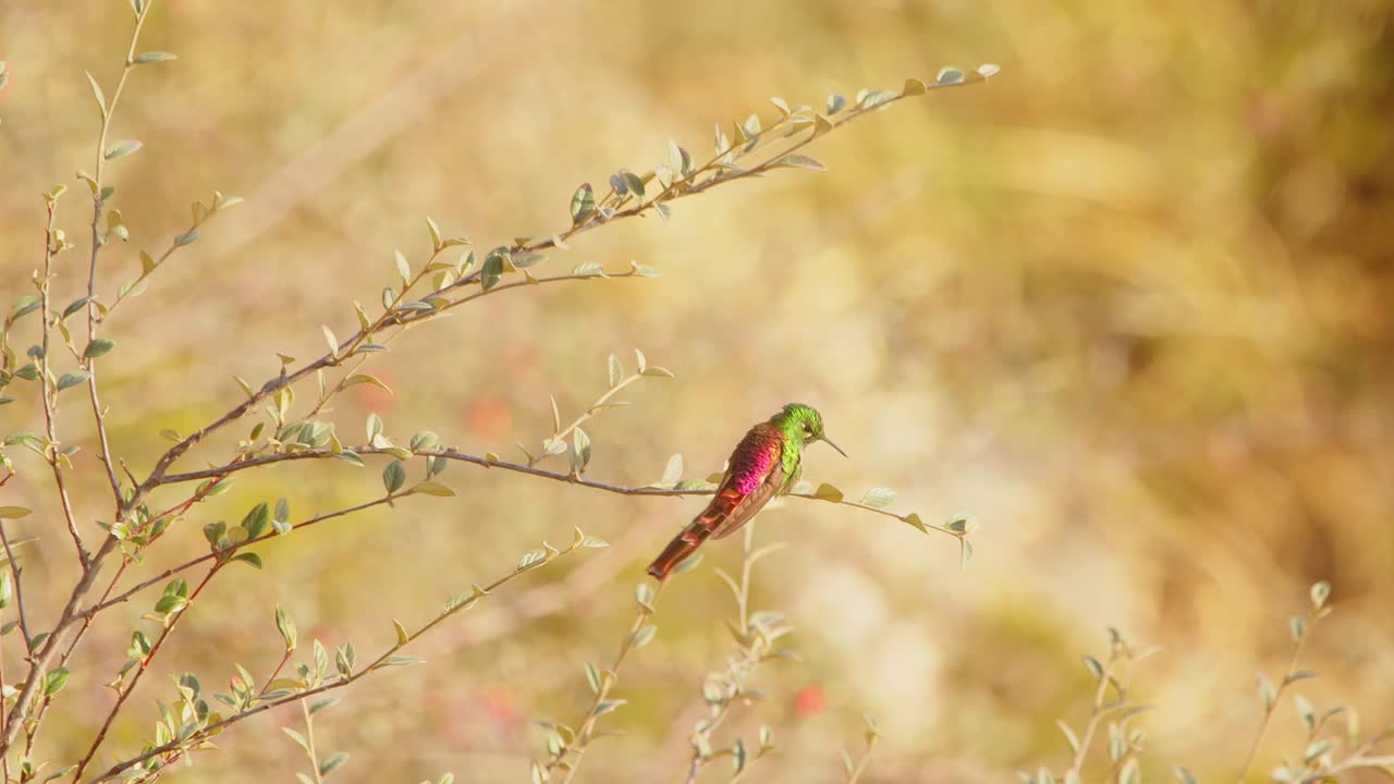 primer plano de un pájaro colibrí de cometa de cola roja volando desde su percha y aterrizando de nuevo en él con un flotador en el medio
