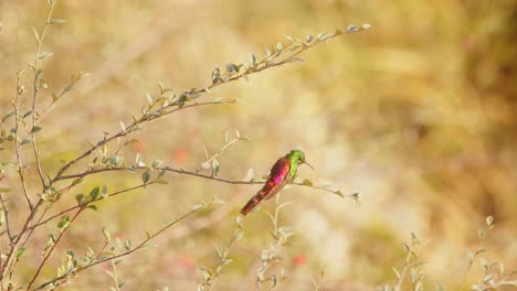 primer plano de un pájaro colibrí de cometa de cola roja volando desde su percha y aterrizando de nuevo en él con un flotador en el medio