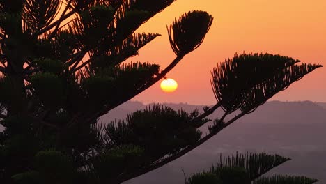 atmospheric sunset: a norfolk island pine stands tall against a sky ablaze with orange and red, creating a mesmerizing landscape.