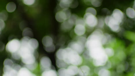 soft focus tree foliage. depth of field