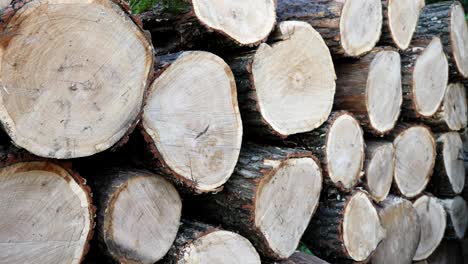 Stack of chopped firewood