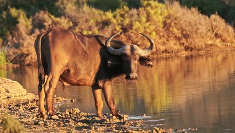 un búfalo en un pozo de agua en la hora dorada