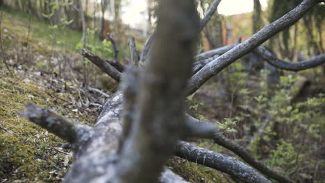 close pan of fallen tree on mossy forest ground with shallow dof