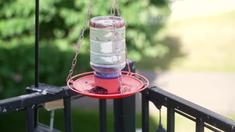 una hembra de colibrí de barbilla negra es curiosa acerca de un comedero de jalea