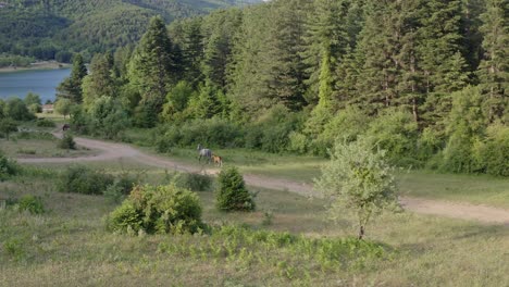 Antenne---Mama-Und-Babypferd-In-Wunderschöner-Naturlandschaft