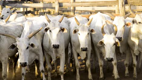 Panoramic-shooting-of-a-male-nelore-cattle-herd,-aligned-side-by-side,-at-sunset-light-in-a-corral