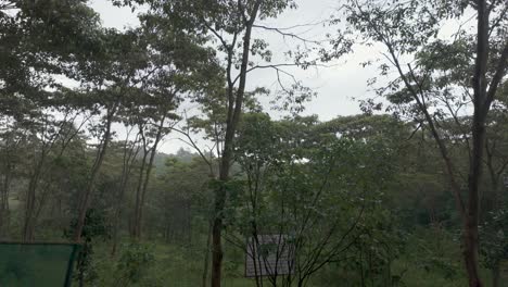 Vista-Serena-Del-Bosque-Mientras-Llueve