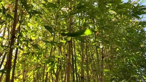 un entorno de meditación con árboles de bambú altos y verdes que dan al cuerpo y a la mente: paz, amor y tranquilidad
