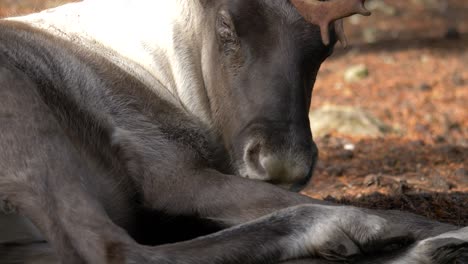 Long-close-up-shot-of-Reindeer-lying-down-and-resting-in-the-middle-of-the-nordic-forest-while-scratching-itch-with-cloven-hoof