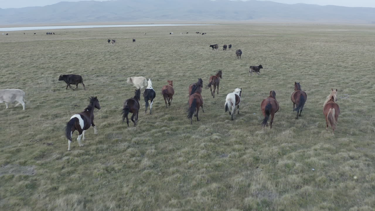 Herd of horses running across the grassland in Kyrgyzstan, captured from above