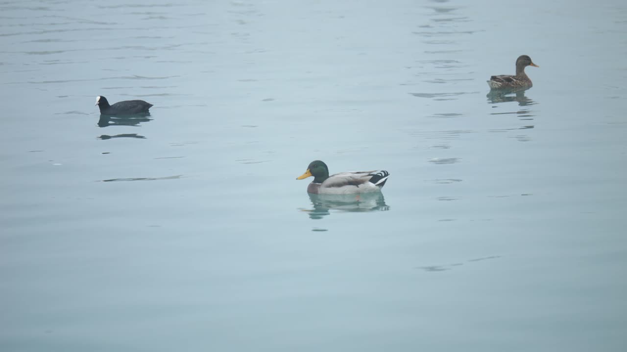 평화로운 물새는 푸른 시간에 진정의 진정 파동에 떠다닙니다.