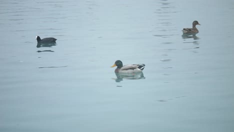 Peaceful-water-fowl-float-on-calming-ripples-of-tranquil-at-blue-hour