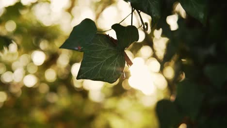 Stadtbahnen,-Die-Bei-Einem-Wunderschönen-Sonnenuntergang-Im-Herbst-Durch-Einen-Wald-In-Deutschland-Leuchten