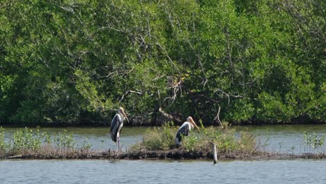 Two-individuals-facing-to-the-right-while-the-camera-zooms-out,-Painted-Stork-Mycteria-leucocephala