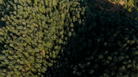 aerial view of dense forest.