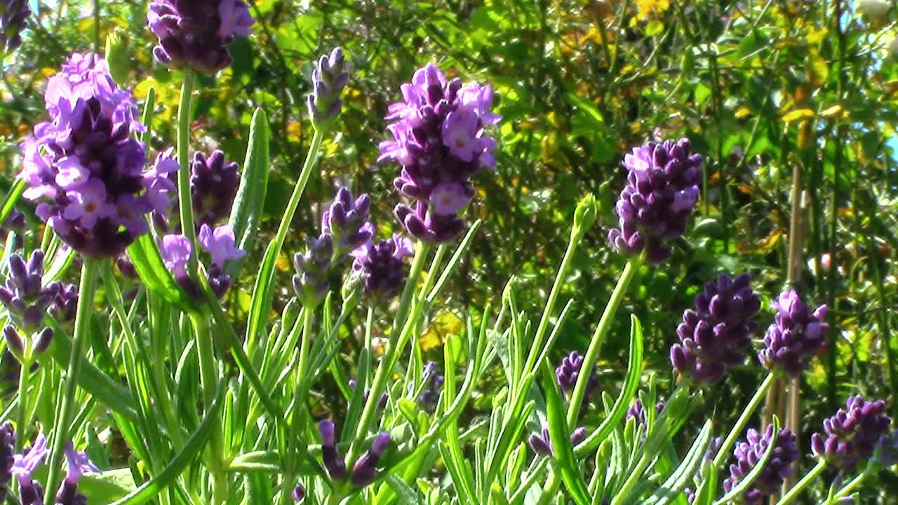 flowers of a young and fragrant lavender plant growing in an English country garden