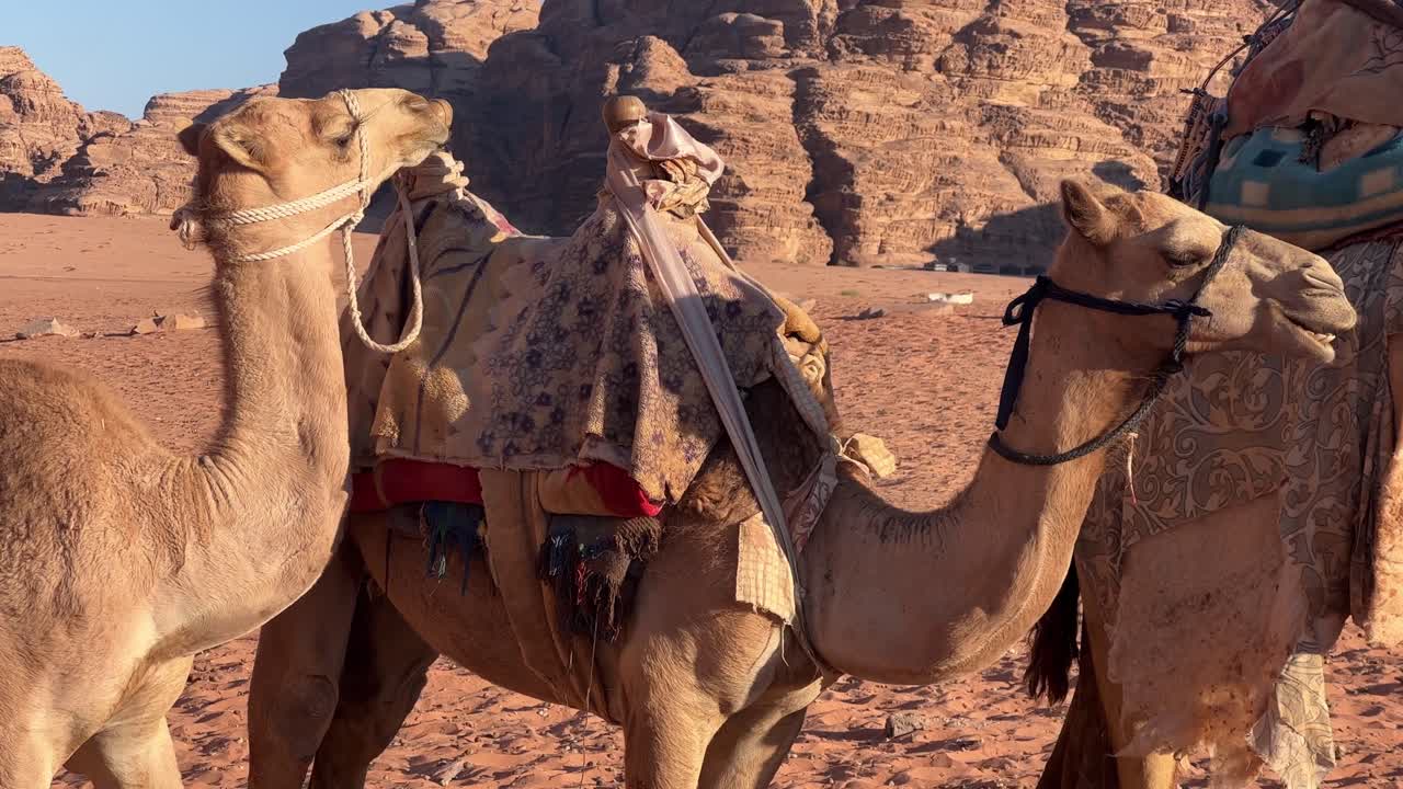 camellos caminando por el suelo arenoso y árido del desierto de wadi rum en jordania, oriente medio, asia