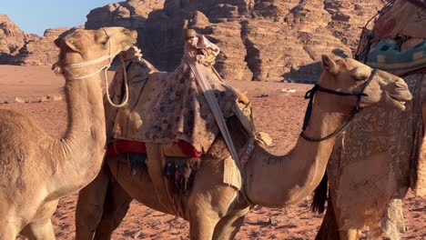 camels walking across sandy and arid ground of wadi rum desert in jordan, middle east, asia